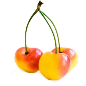 مشخصات نهال گیلاس زرد ارومیه