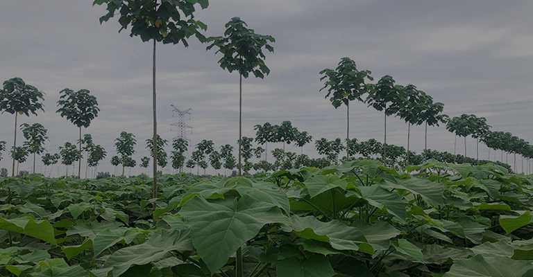 The best type of Paulownia tree www.nahalvand.com