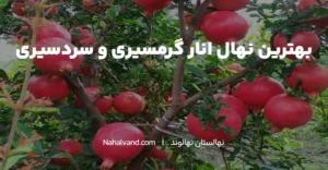 بهترین نهال انار برای مناطق سردسیری و گرمسیری (نهال مناسب با اقلیم خود را بکارید)