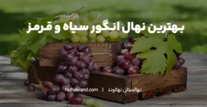 بهترین نهال انگور سیاه کدام است؟