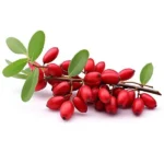 مشخصات نهال زرشک قائنات