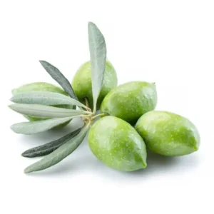 مشخصات نهال زیتون ماری