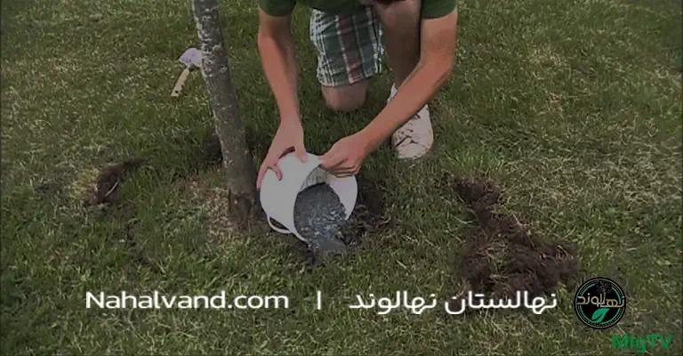 آموزش_کوددهی_درخت_پسته_در_فصل_بهار