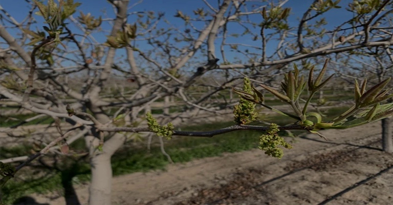 Pistachio blossoms in spring and the need for irrigation
www.nahalvand.com