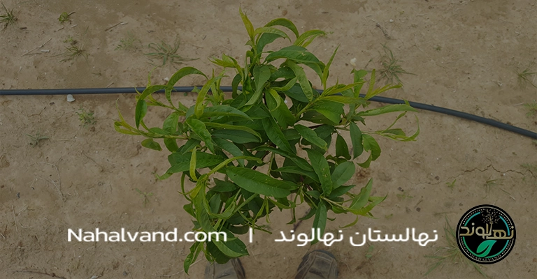 آبیاری درخت هلو در بهار (2)