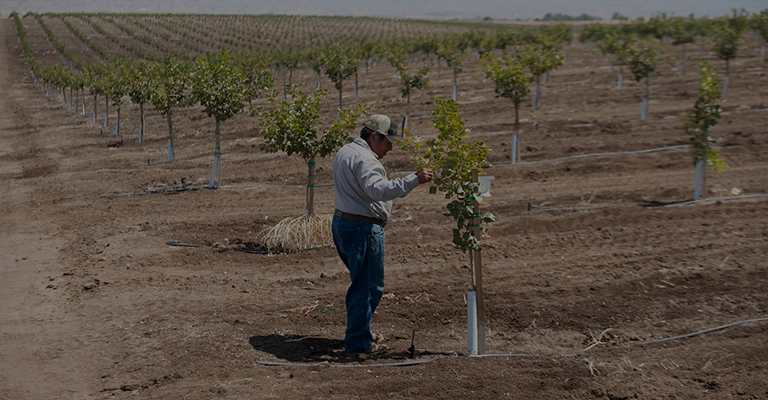 Care and watering of one-year-old pistachio seedlings in the garden
www.nahalvand.com