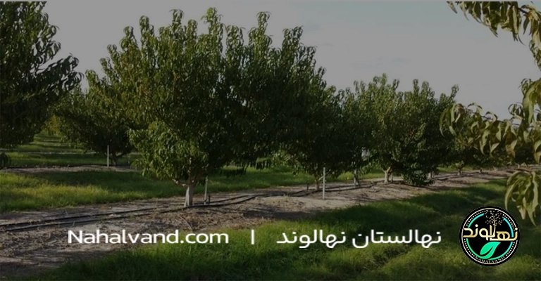 آبیاری قطره ای درخت هلو