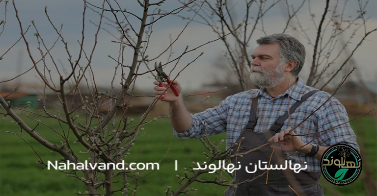 آموزش هرس درخت هلو بر اساس سن