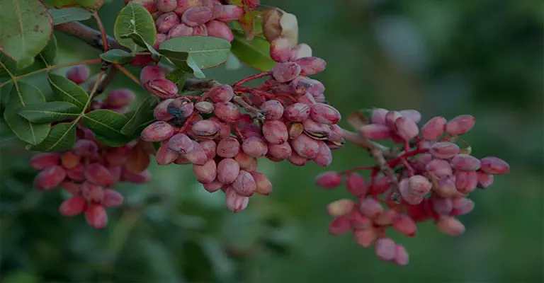 Ripe and ready to harvest pistachio clusters on the tree www.nahalvand.com