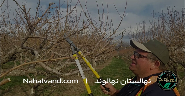 اشتباهات رایج در هرس درخت هلو