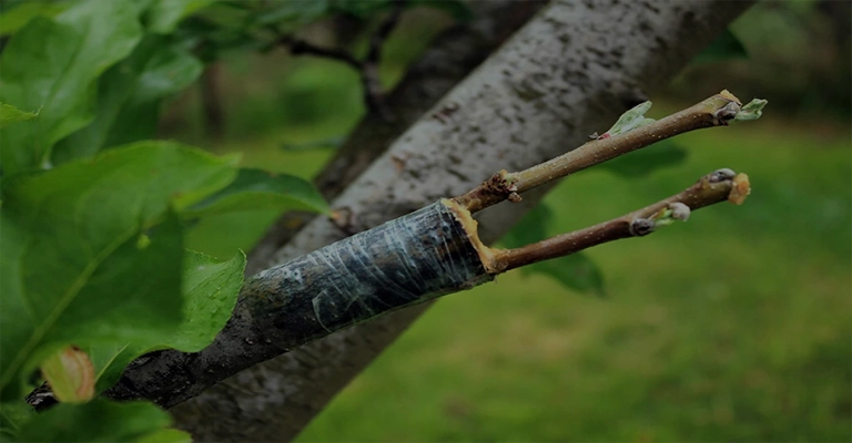 Preparing a pistachio tree for grafting by pruning branches www.nahalvand.com