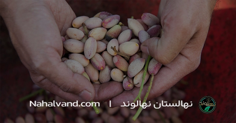 اهمیت_کوددهی_در_رشد_و_باردهی_درخت_پسته_و_اثرات_آن_بر_کیفیت_محصول