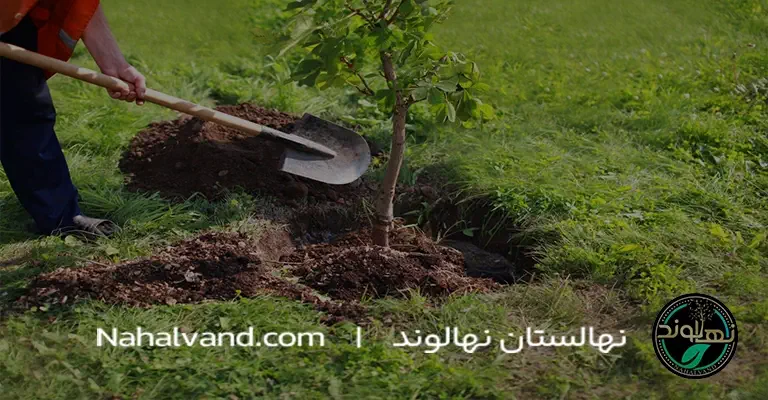 Golden secrets for successful planting of shale seedlings in the garden and in pots nahalvand.com