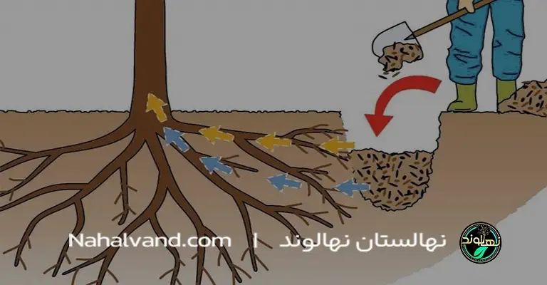 مقدار مناسب برای کوددهی درخت