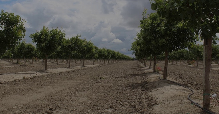 Young pistachio farm with drip irrigation system for proper watering
www.nahalvand.com