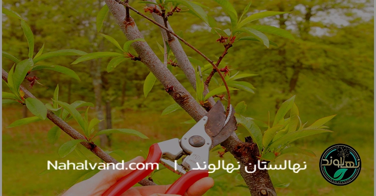 نحوه هرس درخت شلیل