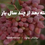 باردهی نهال پسته