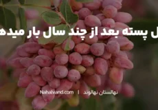 باردهی نهال پسته