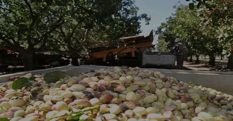Pistachios harvested in a pistachio orchard www.nahalvand.com