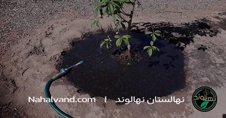 نکات_طلایی_برای_آبیاری_نهال_درخت_هلو_در_سال_اول_کاشت