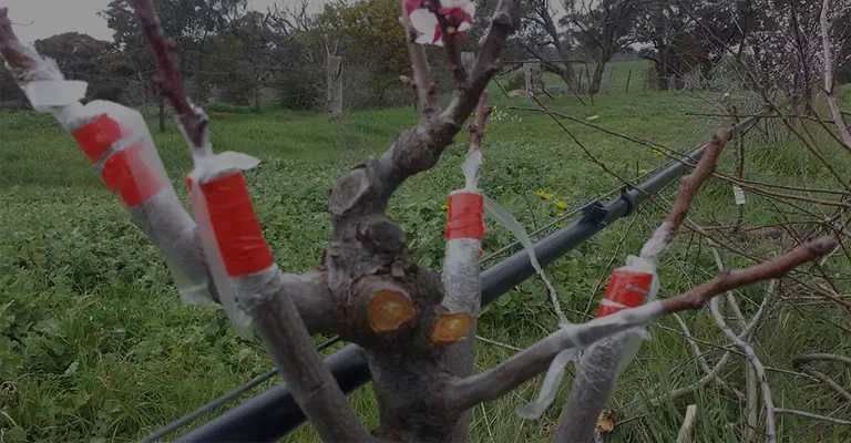 Grafted branches after pruning for faster growth www.nahalvand.com
