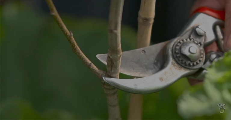 Pruning pistachio tree branches in spring www.nahalvand.com