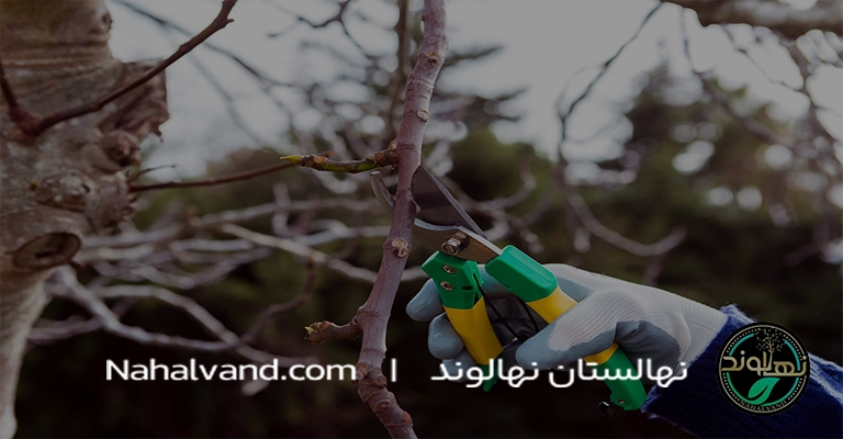 هرس در تابستان درخت شلیل باردهی