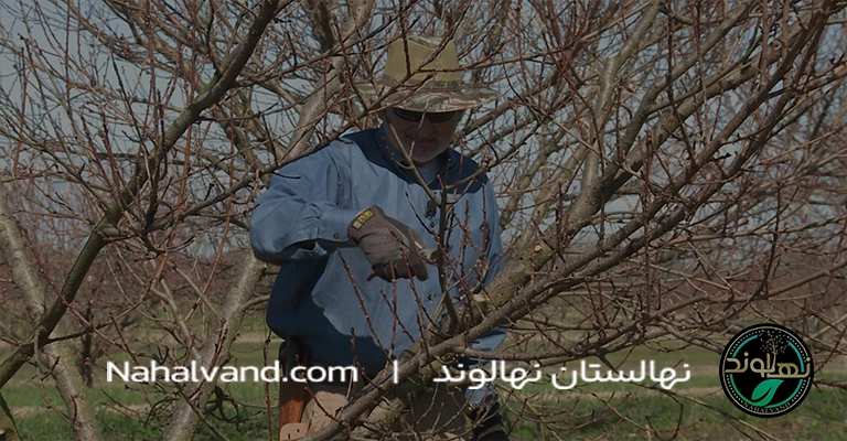 نحوه هرس درخت شلیل
