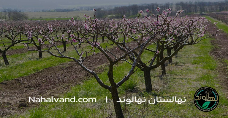 هرس درخت هلو در بهار