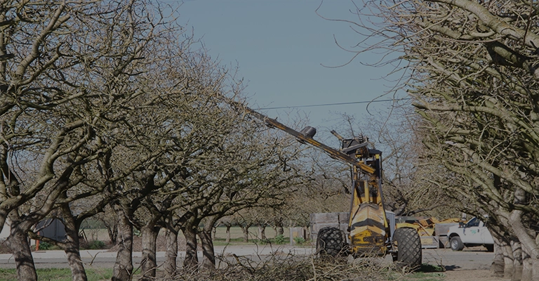 Pruning three-year-old pistachio trees to prevent overcrowding www.nahalvand.com