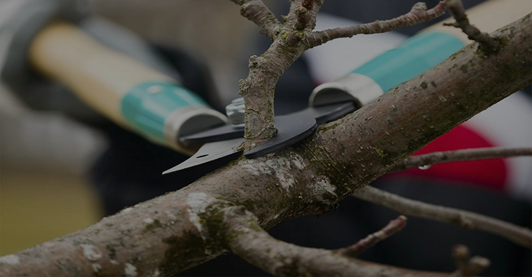 Pruning pistachio trees in the garden www.nahalvand.com
