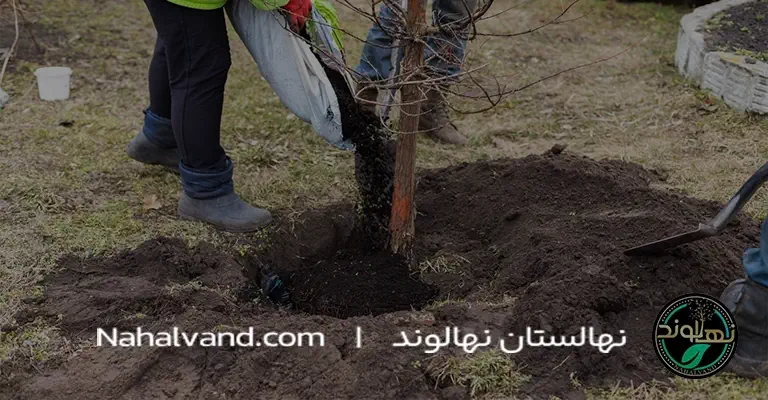 Planting nectarine seedlings in the fall nahalvand.com