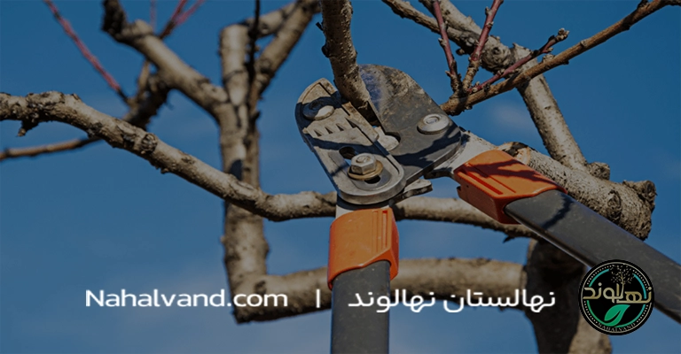 چرا هرس درخت شلیل ضروری است؟