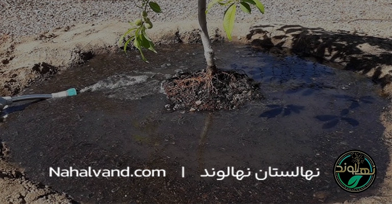 چرا_آبیاری_نهال_درخت_هلو_اهمیت_ویژه‌ای_دارد؟