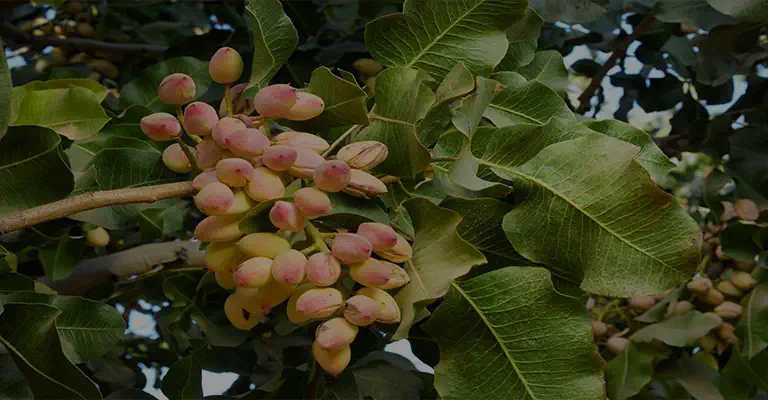 Unripe pistachio clusters on a branch www.nahalvand.com