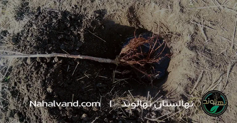How to plant nectarine tree seedlings in pots nahalvand.ir