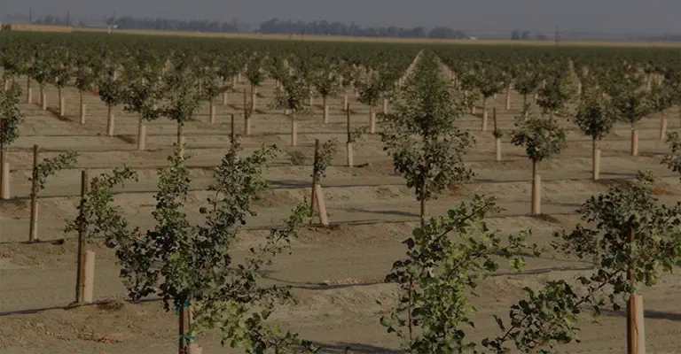 Young pistachio seedling farm with regular rows www.nahalvand.com
