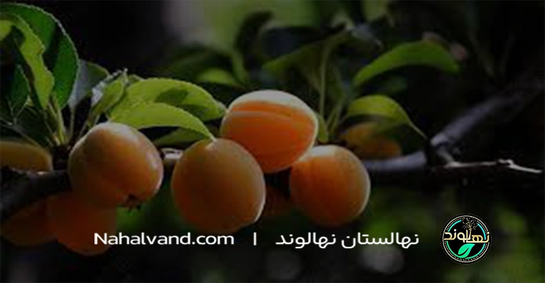 هرس فرم‌دهی؛ پایه‌گذاری درختی زیبا و بارده