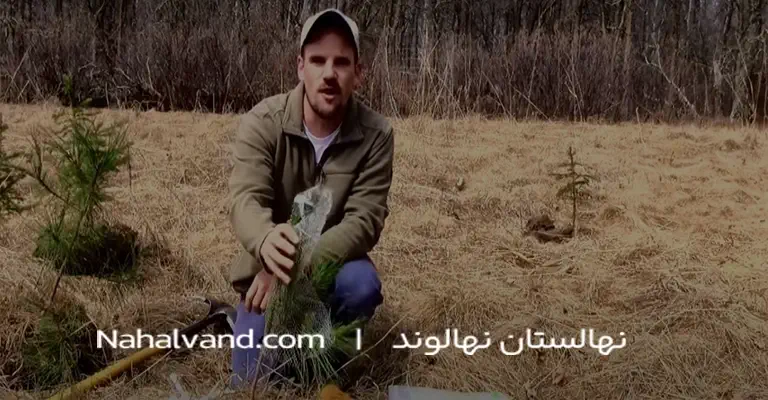 کاشت نهال صنوبر در فصل بهار