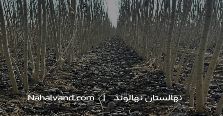 کودمناسب نهال ضنوبر
