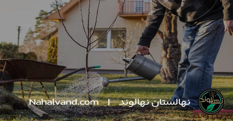 آبیاری نهال گیلاس