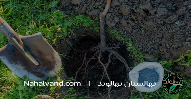 اموزش گام به گام کاشت نهال گلابی