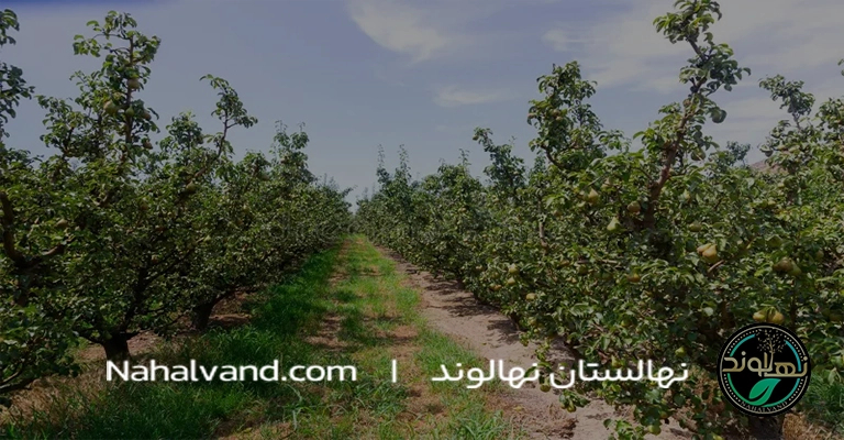 فاصله نهال گلابی 