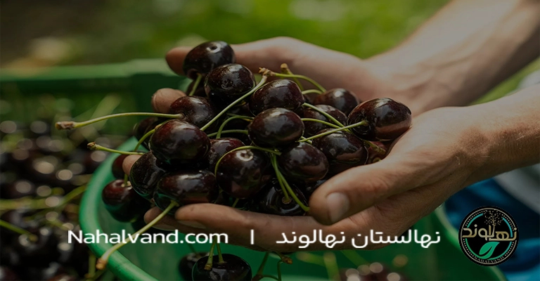 بهترین زمان برای کاشت نهال گیلاس