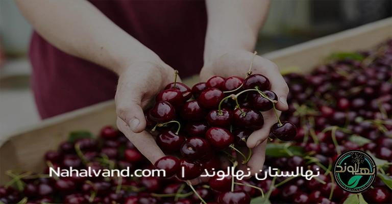 معرفی انواع گونه‌های درخت گیلاس