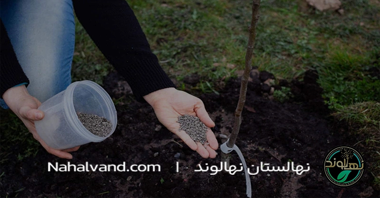 مراقی های بعد از کاشت نهال گلابی