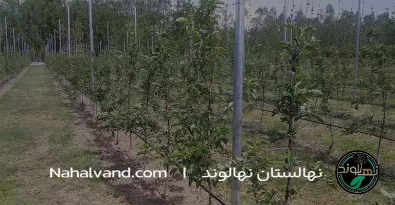 Irrigation in the spring nahalvand.ir
