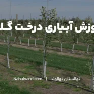 مراحل آبیاری درخت گلابی