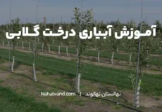 مراحل آبیاری درخت گلابی