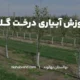 مراحل آبیاری درخت گلابی